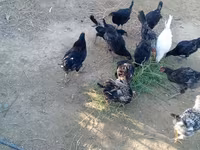 Chickens — الصورة 1