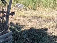 Turkeys — ছবি 6