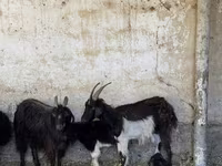 بز نر, بز — عکس 5