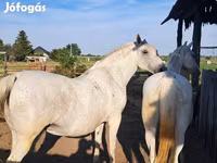 ม้าตัวเมีย, Lipizzaner — รูปภาพ 2