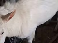 Kambing betina, Saanen goat — foto 2