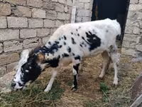ላም, Russian Black pied cattle — ፎቶ 3