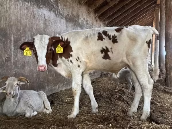 Bull, Simmental cattle — Hungary