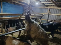 Kambing betina, Goats — foto 1