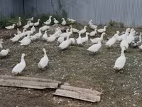 Ducks — الصورة 4