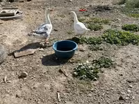 Geese — fotografija 3