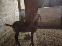 ছাগী, Beetal goats — ছবি 5