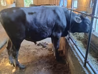 گاو نر, Swiss cattle — عکس 3