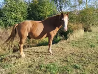 Caballo, Caballos — foto 4