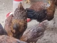 Chickens — الصورة 3