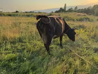 Mucca, Bovini — foto 6