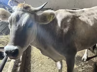 Dibi, Cattle — sawirka 1