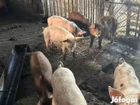 สุกร (เป็นล็อต, ไม่ระบุเพศ), หมู — รูปภาพ 1