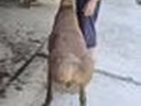 แกะตัวผู้, แกะ — รูปภาพ 7