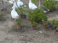 Geese — foto 5