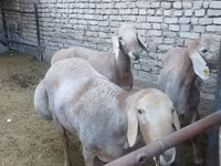 Beran, Arashan sheep — foto 5
