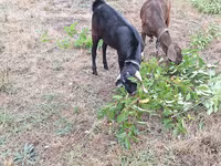 雄ヤギ, Nubian Goat — 写真 2
