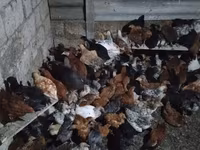 Chickens — zdjęcie 4