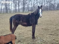 Kůň, Hungarian horse breed — foto 1