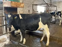 İnek, Holstein ırkı — foto 7