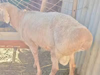 แกะตัวผู้, Rhon sheep — รูปภาพ 4