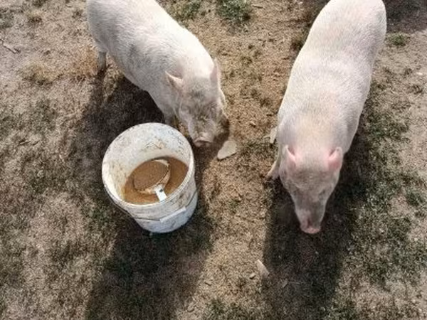 பெண் பன்றி, Вьетнамская вислобрюхая