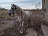 Caballo, Caballos — foto 2