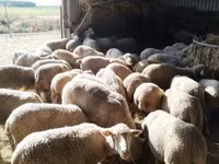 میش, Ile-de-France sheep — عکس 1