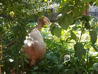 Kambing jantan, Sheep — foto 3