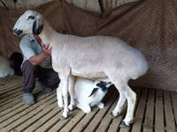 قوچ, Hissar sheep — عکس 1