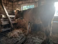 Pecora, Charollais sheep — foto 3