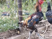 ردکپ دربی‌شر — عکس 5