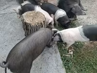 Locha, Świnie — zdjęcie 4
