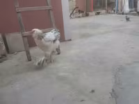 Chickens — fotografija 4
