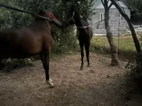 Kuda jantan, Horses — foto 1