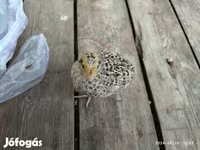 Quails — รูปภาพ 2