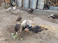 Turkeys — foto 1