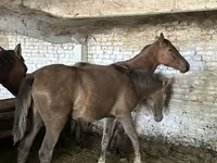 مادیان, اسب — عکس 4