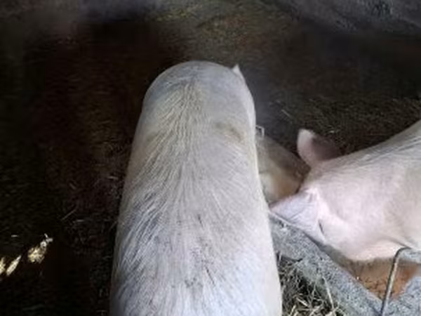 Locha, Крупная белая