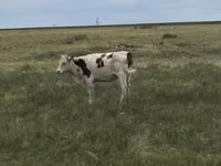 Ko, Latvian Blue cattle — foto 2