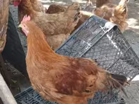 Chickens — الصورة 3