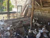 Ducks — الصورة 1