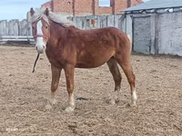 Kůň, Koně — foto 2