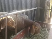 Pecora, Arashan sheep — foto 8