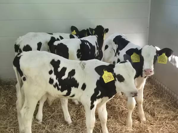 Bulle, Russian Black pied cattle