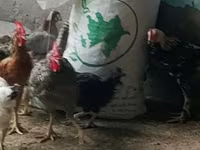 Chickens — عکس 2