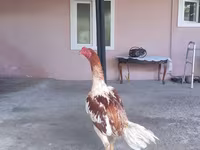 Chickens — fotografija 1