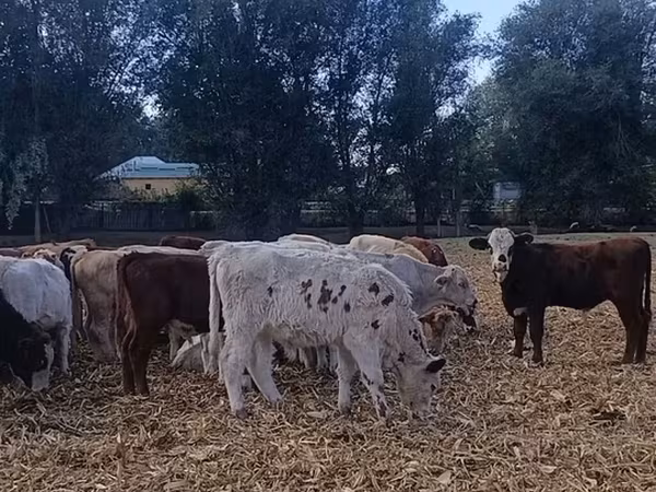 Boğa, Auliye kölü ırkı