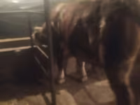 Bik, Simmental cattle — fotografija 4