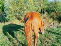 Caballo, Caballos — foto 3